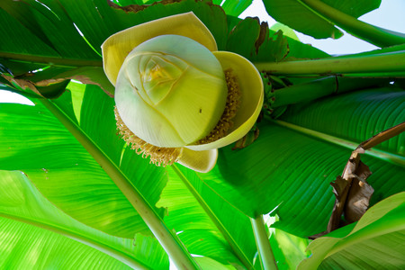 Banana flower on green stem, blossom bud.の写真素材