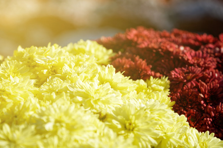 Close-up flowers Blooming. Group of vibrant colorful flowers blooming in fall.の写真素材