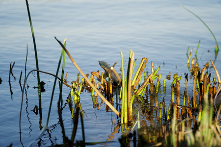 Cuts Reeds on river, autumn last warm days, falls color.の写真素材