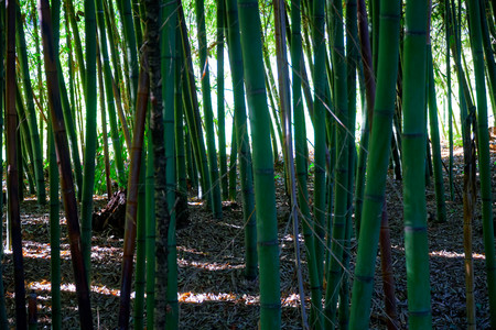 Bamboo tree landscape in tropical rainforest.の写真素材