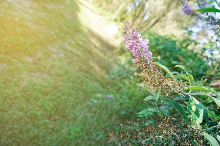 Fall flower, Blossoming flowers in a garden.