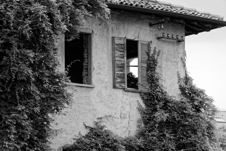 Monochrome Evergreen ivy growing on brick wall of old house.の写真素材