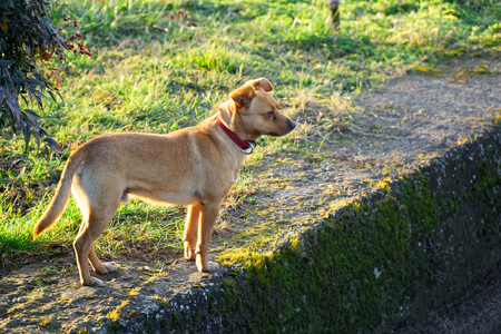 Cur dog on grass, cute domestic animal.の写真素材