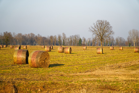 Hay in roll bales after harvest on field countrysideの写真素材