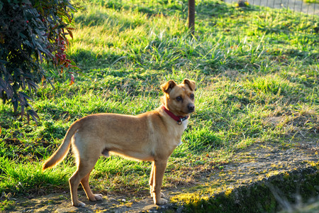 Cur dog on grass, cute domestic animal.の写真素材