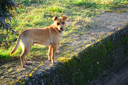 Cur dog on grass, cute domestic animal.の写真素材