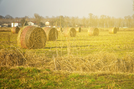 Hay in roll bales after harvest on field countrysideの写真素材
