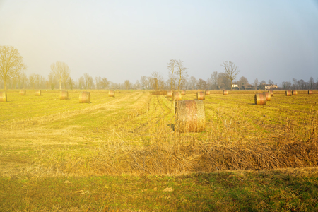 Hay in roll bales after harvest on field countrysideの写真素材