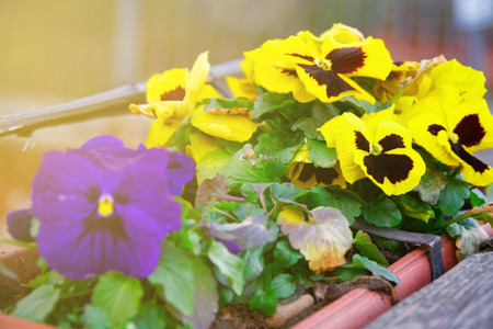 Flower in flowerpot, Potted flower. Isolated on white background.の写真素材