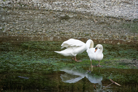 Sawn couple with white plumage on river, water reflection.の写真素材