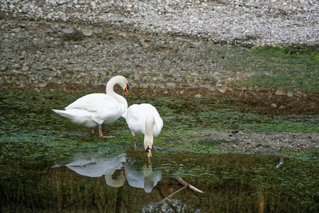 Sawn couple with white plumage on river, water reflection.の写真素材