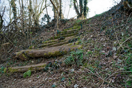Wooden steps from log and moss, wooden stairs.の写真素材