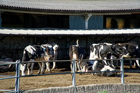 Cows on farm behind the fence, agriculture conceptの写真素材