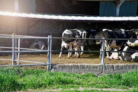 Cows on farm behind the fence, agriculture conceptの写真素材