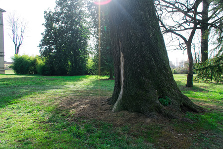 Fir tree stem, pine forest and sun beamの写真素材