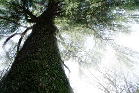 Fir tree stem, pine forest and sun beam