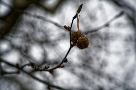 Eating chestnut trees and ripe chestnuts that can be roasted or eaten rawの写真素材