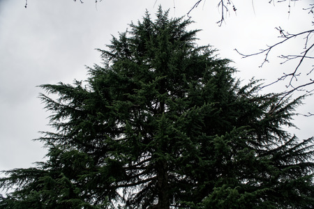 Background of fir tree branches, nature needlesの写真素材