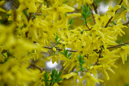 Mimosa flower or silver wattle yellow spring flowers tree on the vibrant background.の写真素材