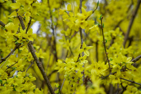 Mimosa flower or silver wattle yellow spring flowers tree on the vibrant background.の写真素材