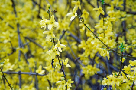 Mimosa flower or silver wattle yellow spring flowers tree on the vibrant background.の写真素材
