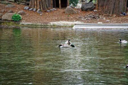 Duck swimming and eating on lake, , Cloudy weatherの写真素材