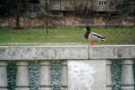 Duck seating on cement handrails and thinking about future on the Earth, than says quack quack.の写真素材