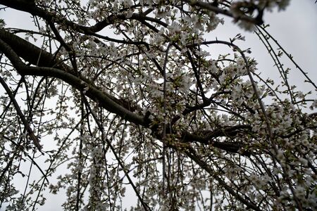 Blooming cherry blossom background in spring seasonの写真素材