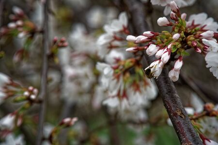 Blooming cherry blossom background in spring seasonの写真素材