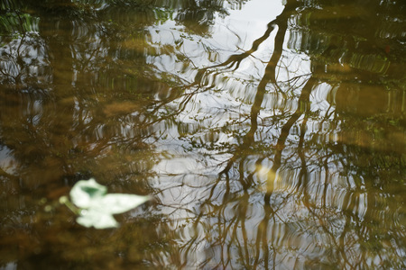 Maple leaf on still water surface in park, mirror reflection of maple leaf and tree in water.の写真素材
