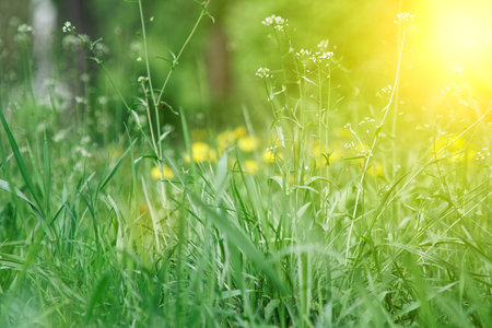 Fresh grass with close up stem and field flowers.の写真素材