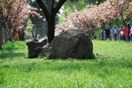 Sacura tree alley and decorative stone in middleの写真素材