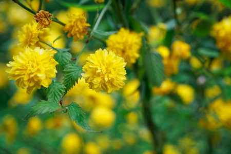 Flowering forsythia in springtime, yellow flower head on green bush.の写真素材