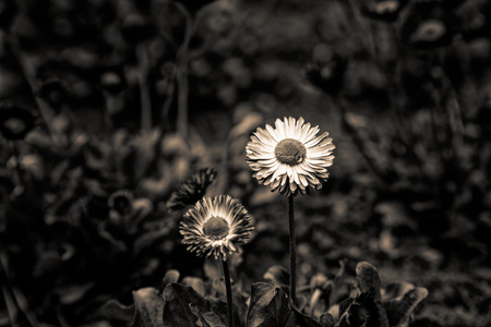 Vintage little red flowers with white head in center, nature beautiful, toning design spring nature, sun flowerbed plants.の写真素材