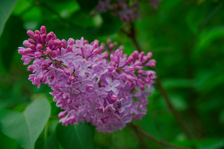 Bush of pink flower hydrangea blooming in the garden.の写真素材
