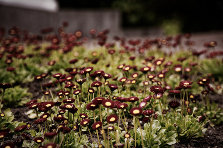 Vintage background little red flowers, nature beautiful, toning design spring nature, sun flowerbed plants.の写真素材