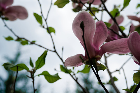 Magnolia tree head. Pink magnolias in spring day. Beautiful pink magnolias on blue sky background. Blooming Magnolia flowers and stunning buds in spring season. Warmest colors of magnolia flowersの写真素材