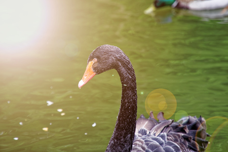Swans couple on lake. Ducks and black swans in the reserve.の写真素材
