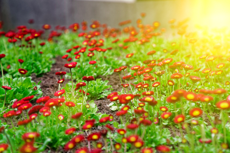 Vintage background little red flowers, nature beautiful, toning design spring nature, sun flowerbed plants.の写真素材