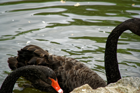 Swans couple on lake. Ducks and black swans in the reserve.の写真素材