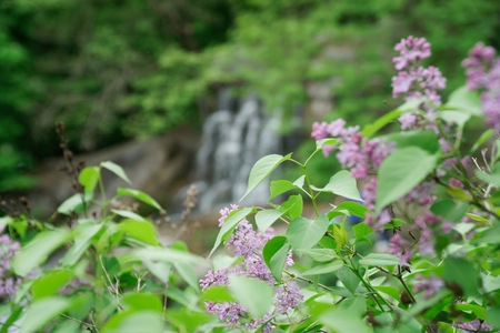 Stones garden fresh mood for meditation green oasisの写真素材