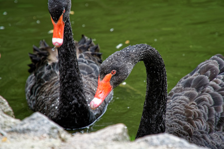 Swans couple on lake. Ducks and black swans in the reserve.の写真素材