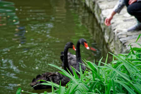 Swans couple on lake. Ducks and black swans in the reserve.の写真素材