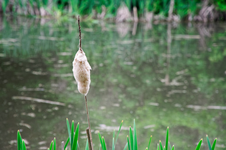 Lakeside reed in full blossom, Reed grass in bloom, scientific name Phragmites australis.の写真素材
