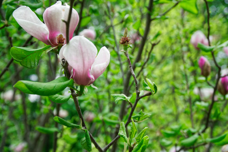Magnolia tree head. Pink magnolias in spring day. Beautiful pink magnolias on blue sky background. Blooming Magnolia flowers and stunning buds in spring season. Warmest colors of magnolia flowersの写真素材