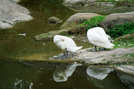 Swans couple on lake. Ducks and white swans in the reserve.の写真素材