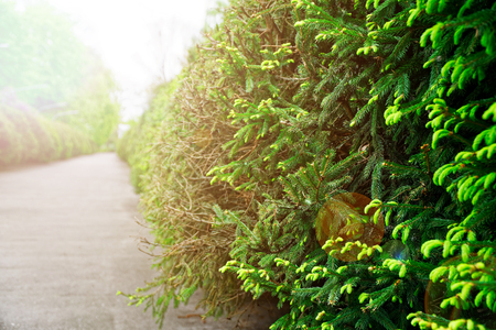 Garden stone asphalt path with grass growing up between the stones.Detail of a botanical gardenの写真素材