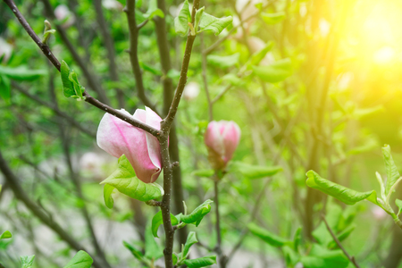 Magnolia tree head. Pink magnolias in spring day. Beautiful pink magnolias on blue sky background. Blooming Magnolia flowers and stunning buds in spring season. Warmest colors of magnolia flowersの写真素材
