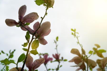 Magnolia tree head. Pink magnolias in spring day. Beautiful pink magnolias on blue sky background. Blooming Magnolia flowers and stunning buds in spring season. Warmest colors of magnolia flowersの写真素材