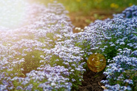 blue little flowers on bush, Meadow plant background: forget-me-not close up and green grass. Shallow DOFの写真素材